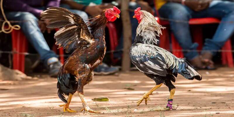 Các bước tham gia đá gà nòi cơ bản